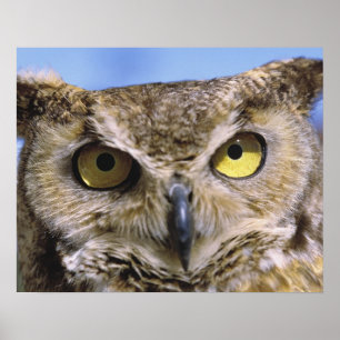 Póster EEUU, Oregón, Bend. Las grandes lechuzas de cuerno
