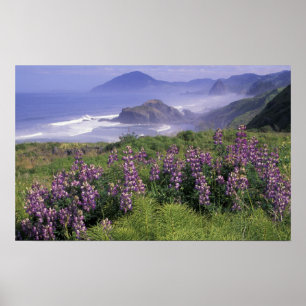 Póster EEUU, Oregón, Playa Nesika. Lupine y Oregon