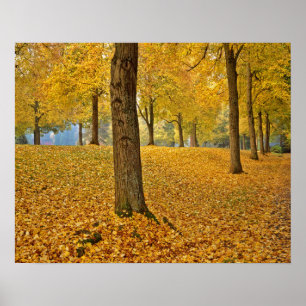 Póster EEUU, Oregón, Portland. Árboles Linden de Estados 