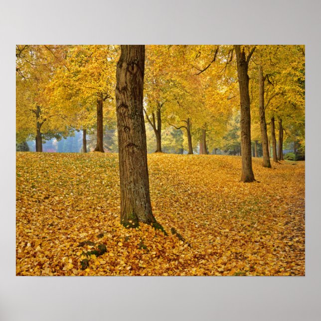 Póster EEUU, Oregón, Portland. Árboles Linden de Estados  (Frente)