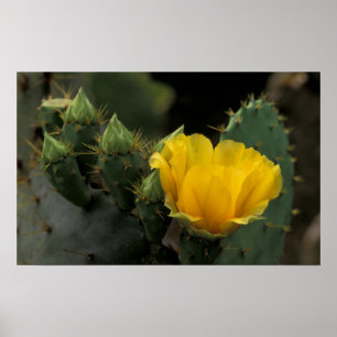 Póster EEUU, Texas, Pricky Pear Cactus en flor.