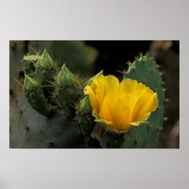 Póster EEUU, Texas, Pricky Pear Cactus en flor. (Frente)