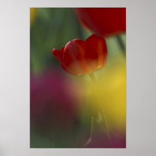 Póster EEUU, Utah, Cache Valley Tulips en un jardín