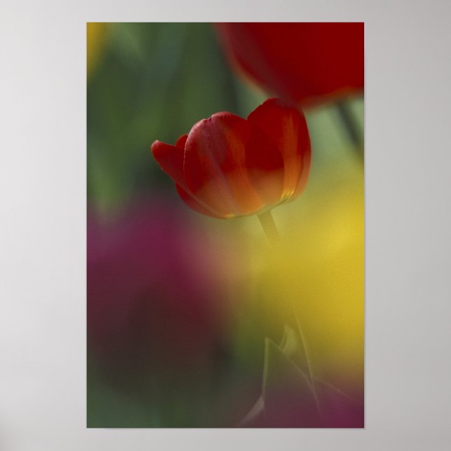 Póster EEUU, Utah, Cache Valley Tulips en un jardín (Frente)
