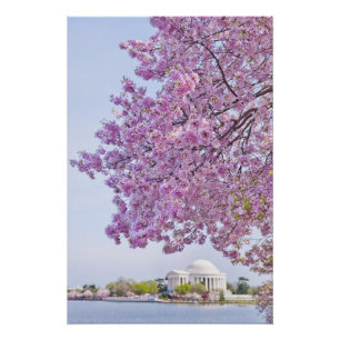 Póster EEUU, Washington DC, árbol de cerezos en flor