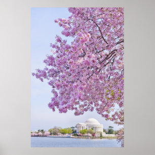 Póster EEUU, Washington DC, árbol de cerezos en flor