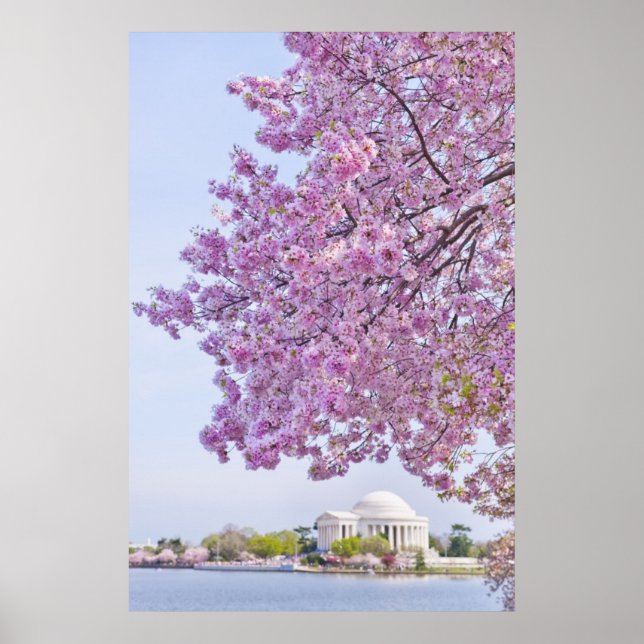 Póster EEUU, Washington DC, árbol de cerezos en flor (Frente)