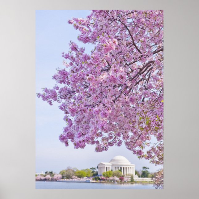 Póster EEUU, Washington DC, árbol de cerezos en flor (Frente)