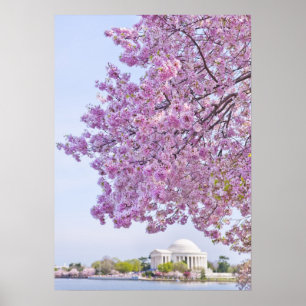 Póster EEUU, Washington DC, árbol de cerezos en flor