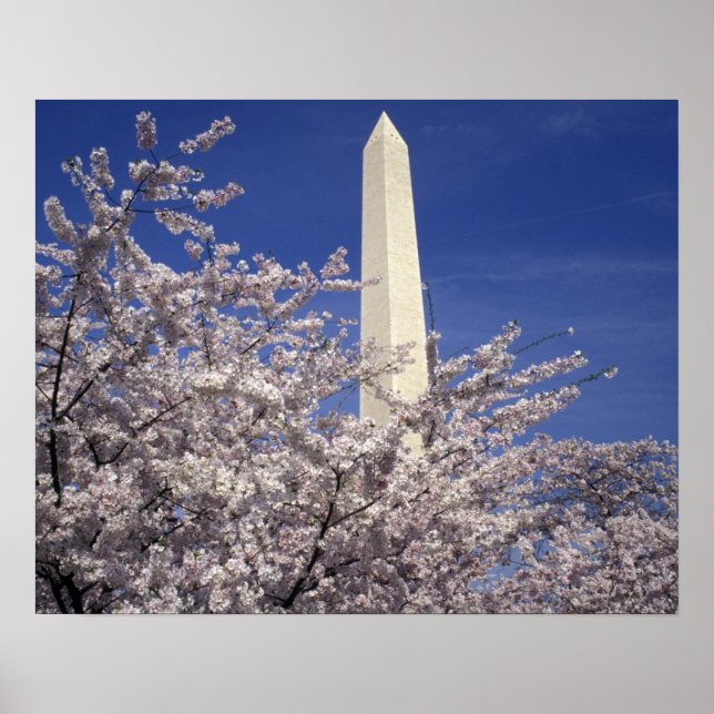 Póster EEUU, Washington DC. Festival Cherry Blossom y (Frente)
