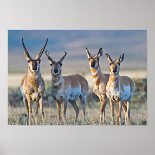 Póster EEUU, Wyoming, cuatro dólares de antílope Pronghor (Frente)