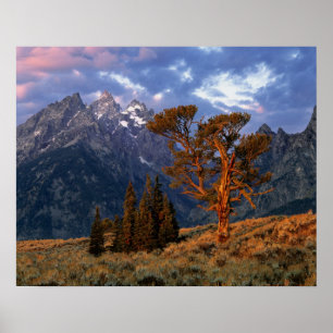 Póster EEUU, Wyoming, Gran Teton NP. Un cedro solitario