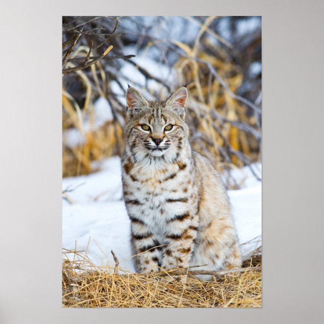 Póster EEUU, Wyoming, retrato de Bobcat sentado (Frente)