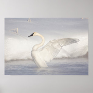 Póster EEUU, Wyoming, Trumpeter Swan estira alas
