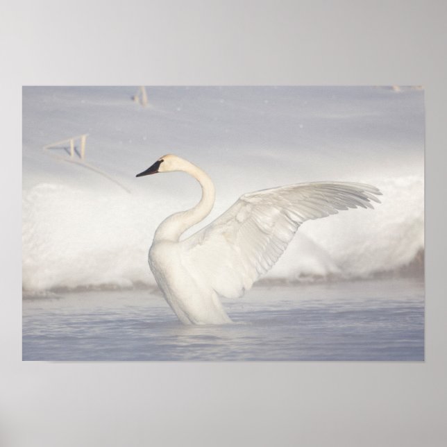 Póster EEUU, Wyoming, Trumpeter Swan estira alas (Frente)