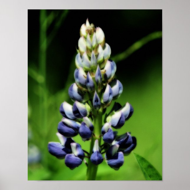 Póster Efecto Orton de Flor de Lupine Azul Único (Frente)
