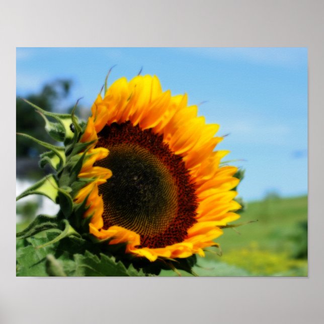 Póster Efecto Orton De La Flor Del Sol (Frente)