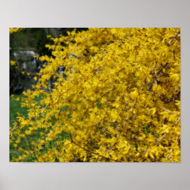 Póster Efecto Orton de las flores amarillas de Forsythia (Frente)