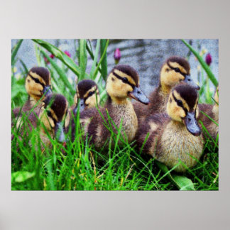 Póster Efectos individuales Aves 11