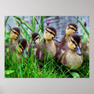 Póster Efectos individuales Pájaros 11 Desdibujados