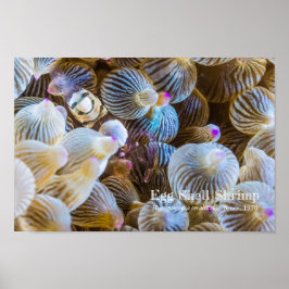 Póster Egg Shell Shrimp
