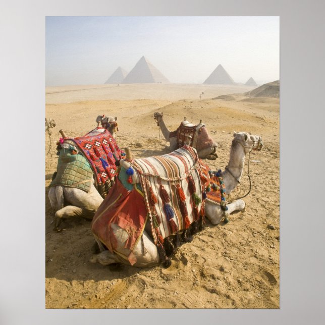 Póster Egipto, El Cairo. Camellos descansando (Frente)