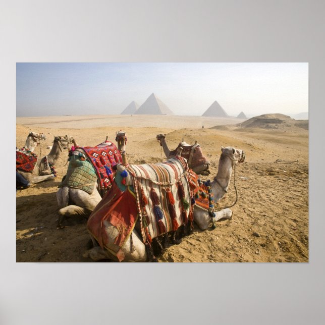 Póster Egipto, El Cairo. Camellos descansando (Frente)