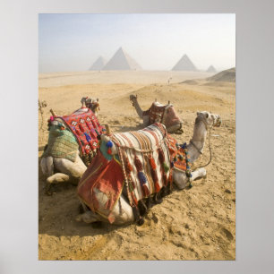 Póster Egipto, El Cairo. Los camellos en reposo miran a t