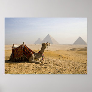Póster Egipto, El Cairo. Un camello solitario