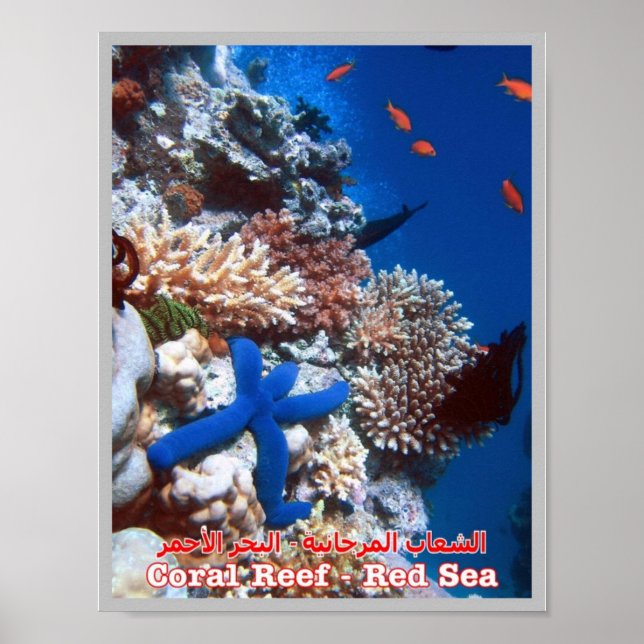 Póster Egipto - Mar Rojo - Barrera de Coral - (Frente)