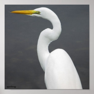 Póster egret