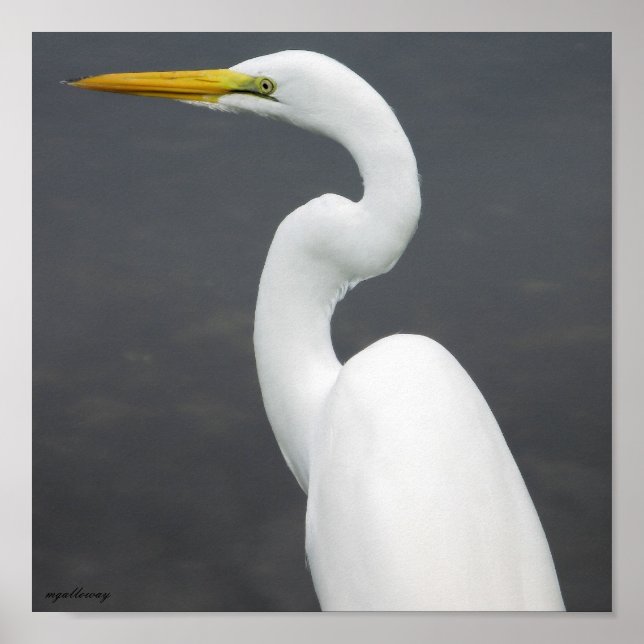 Póster egret (Frente)