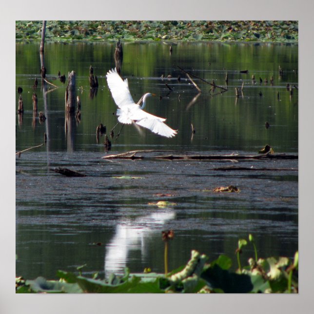 Póster Egret (Frente)