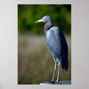 Póster Egret azul en estado salvaje