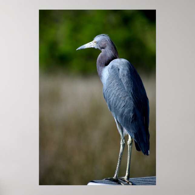 Póster Egret azul en estado salvaje (Frente)