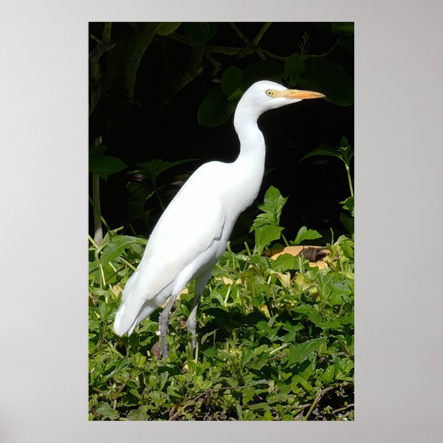 Póster Egret Bird Poster (Frente)