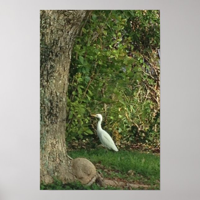 Póster Egret blanco (Frente)
