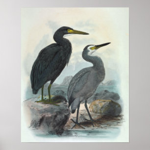 Póster Egret de arrecife oriental y garza blanca
