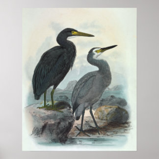 Póster Egret de arrecife oriental y garza blanca