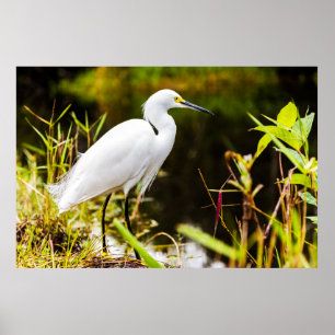 Póster Egret de Nieve de los Everglades