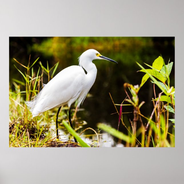 Póster Egret de Nieve de los Everglades (Frente)