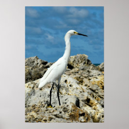 Póster Egret de nieve sobre las rocas