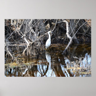 Póster Egret en Louisiana Bayou - Poster