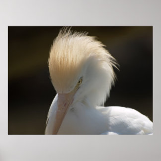 Póster Egret Mirándote Poster