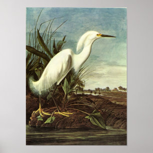 Póster Egret nevado, John James Audubon