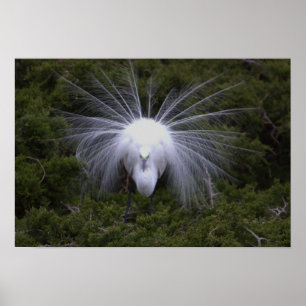 Póster Egret Photo Poster