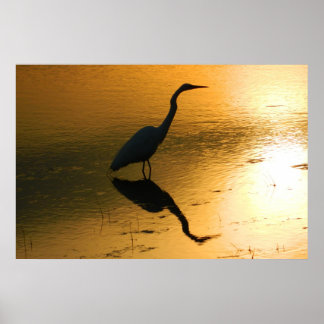 Póster Egret Reflection en el Poster Sunset