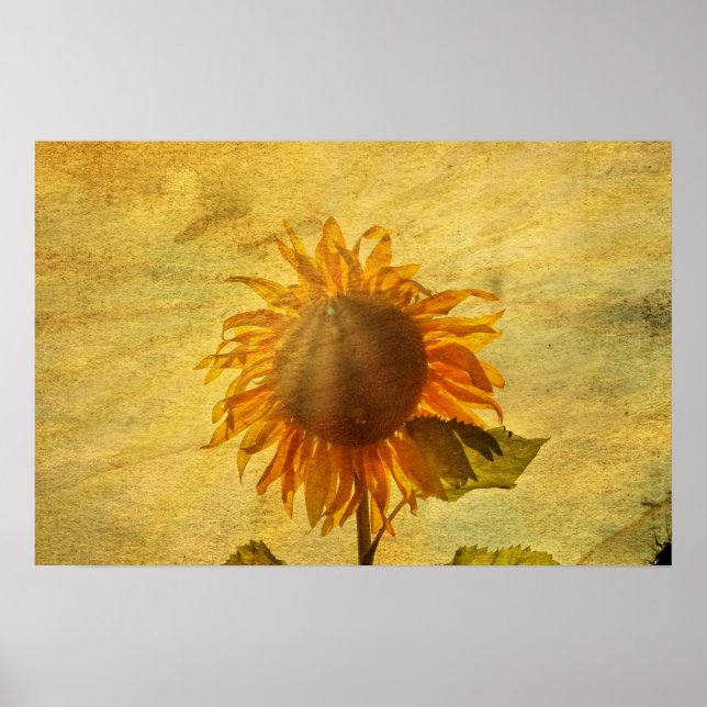 Póster Eine Sonnenblume (Frente)