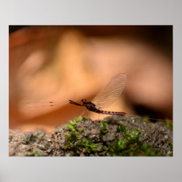 Póster Eintagsfliege