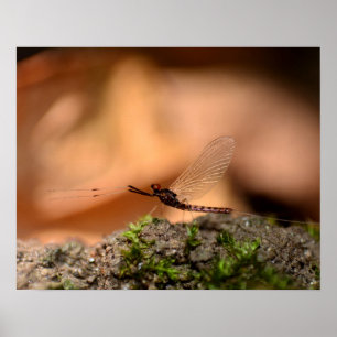 Póster Eintagsfliege